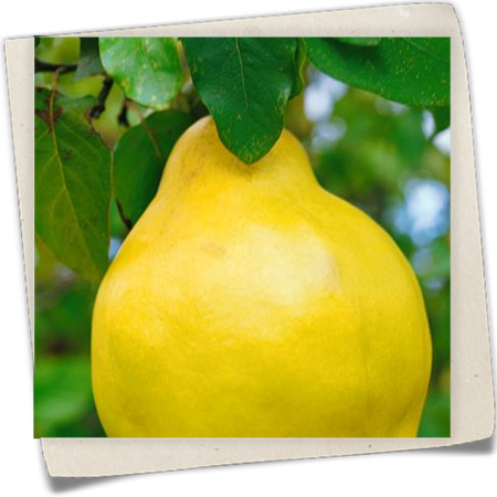 Quitte 'Ingenheimer Riesenquitte' Quitte 'Ingenheimer Riesenquitte'