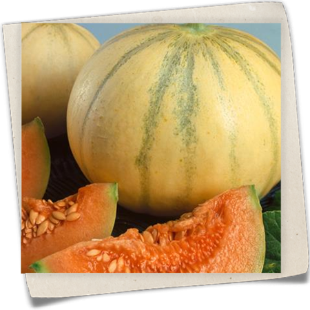Charentais-Melone 'Cezanne F1' Charentais-Melone 'Cezanne F1'