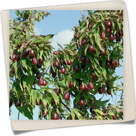 Kornelkirsche 'Kasanlaker' Kornelkirsche 'Kasanlaker'