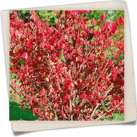 Korkflügelstrauch 'Chicago Fire' Korkflügelstrauch 'Chicago Fire'
