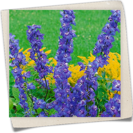 Hoher Garten-Rittersporn 'Polarnacht' Hoher Garten-Rittersporn 'Polarnacht'