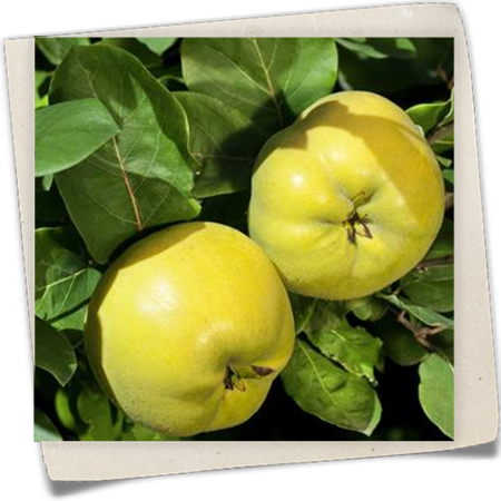 Quitte 'Konstantinopeler Apfelquitte' Quitte 'Konstantinopeler Apfelquitte'