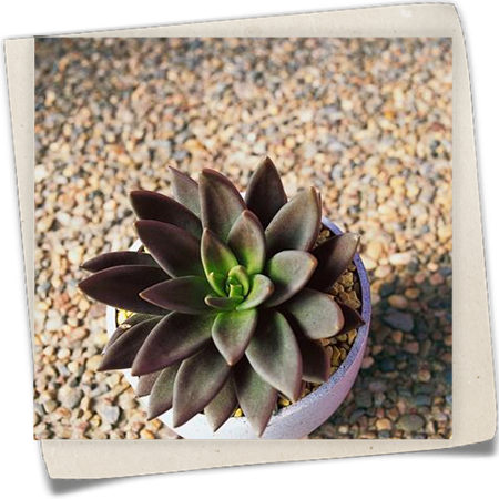 Echeverie 'Ebony' Echeverie 'Ebony'