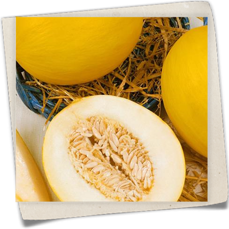 Honigmelone Honigmelone