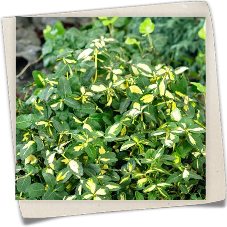 Kriechspindel 'Blondy'® Kriechspindel 'Blondy'®