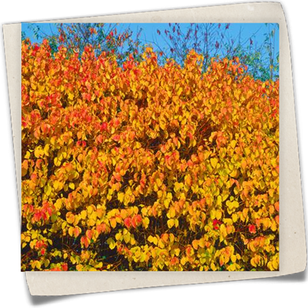 Roter Hartriegel Roter Hartriegel