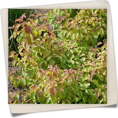 Roter Hartriegel Roter Hartriegel