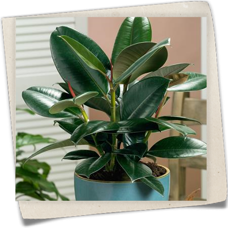 Gummibaum 'Abidjan' Gummibaum 'Abidjan'