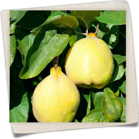 Quitte 'Ludovic' Quitte 'Ludovic'