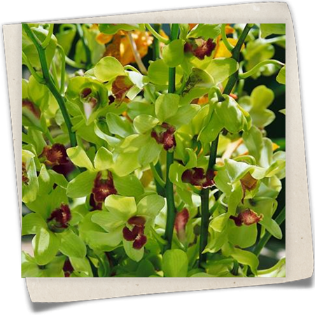 Phalaenopsisblütige Dendrobie 'Emma Green' Phalaenopsisblütige Dendrobie 'Emma Green'