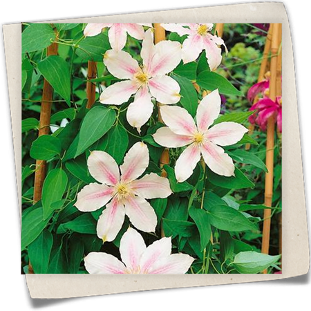 Texas-Waldrebe 'Princess Alexandra'(s) Texas-Waldrebe 'Princess Alexandra'(s)