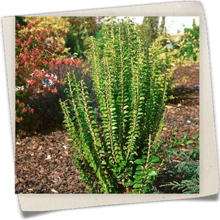 Efeu 'Conglomerata Erecta' Efeu 'Conglomerata Erecta'