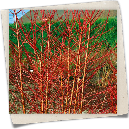 Roter Hartriegel 'Annys Winter Orange' Roter Hartriegel 'Annys Winter Orange'