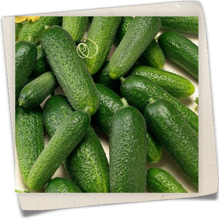 Einlegegurke 'Adam' Einlegegurke 'Adam'