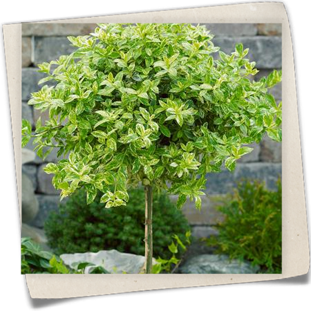 Gelbbunte Kriechspindel 'Golden Harlequin' Gelbbunte Kriechspindel 'Golden Harlequin'