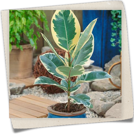 Gummibaum 'Tineke' Gummibaum 'Tineke'