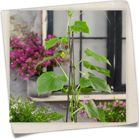 Balkongurke Balkongurke