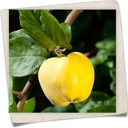 Quitte 'Riesenquitte von Leskovac' Quitte 'Riesenquitte von Leskovac'