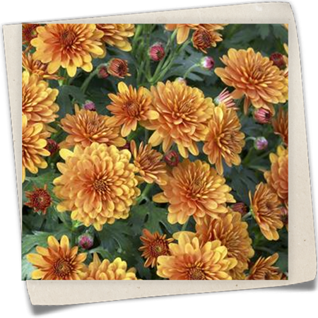 Herbst-Chrysantheme 'Herbstbrokat' Herbst-Chrysantheme 'Herbstbrokat'