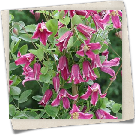 Texas-Waldrebe 'Ruby Wedding'(s) Texas-Waldrebe 'Ruby Wedding'(s)