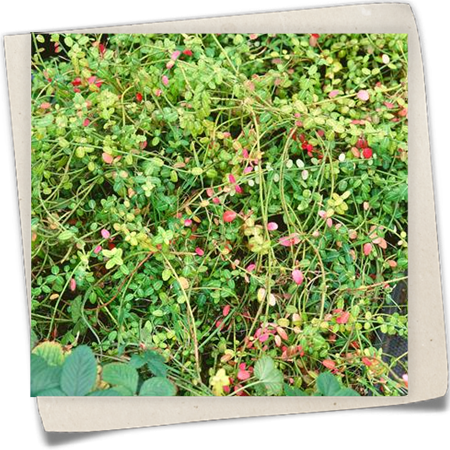 Kriechspindel 'Kewensis' Kriechspindel 'Kewensis'