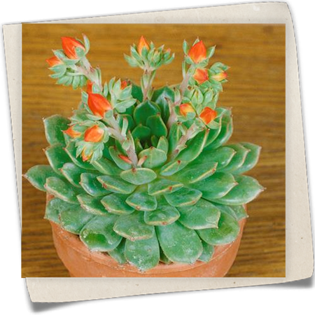 Echeverie 'Fabiola' Echeverie 'Fabiola'