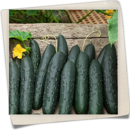 Gurke 'Bestseller' Gurke 'Bestseller'