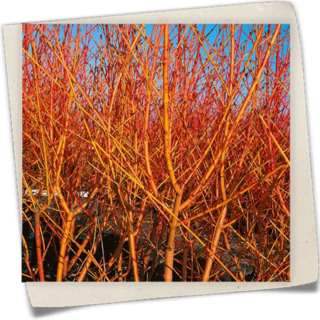 Roter Hartriegel 'Winter Flame' Roter Hartriegel 'Winter Flame'