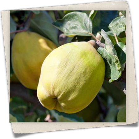 Quitte 'Vranja' Quitte 'Vranja'