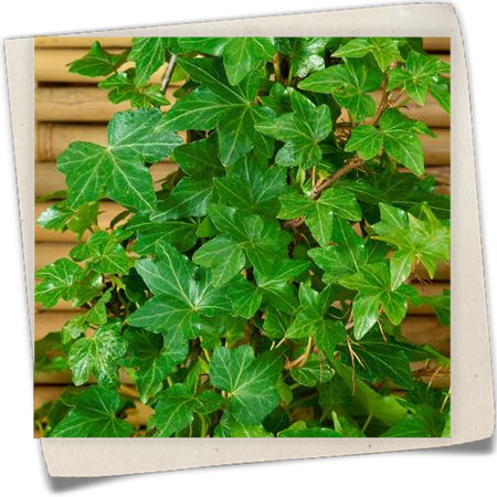 Gezacktblättriger Efeu 'Green Ripple' Gezacktblättriger Efeu 'Green Ripple'