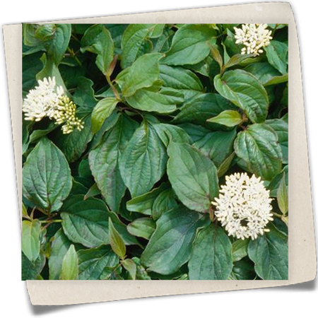 Hartriegel Hartriegel