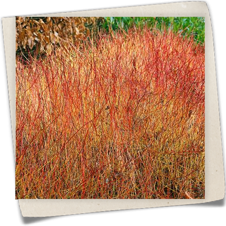 Niedriger Rotholz-Hartriegel 'Kelsey' Niedriger Rotholz-Hartriegel 'Kelsey'