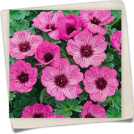 Aschgrauer Garten-Storchschnabel 'Ballerina' Aschgrauer Garten-Storchschnabel 'Ballerina'