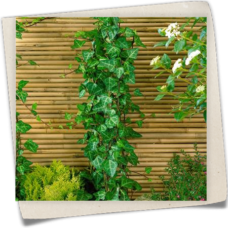 Efeu 'Grünpfeil' Efeu 'Grünpfeil'