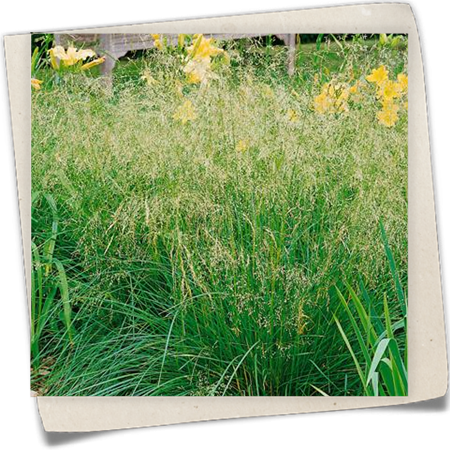 Garten-Schmiele 'Bronzeschleier' Garten-Schmiele 'Bronzeschleier'