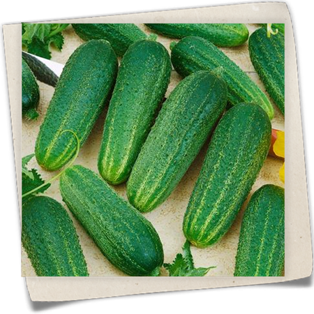 Einlegegurke 'Conny F1' Einlegegurke 'Conny F1'