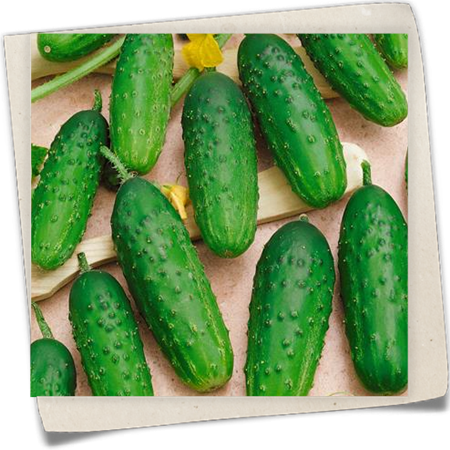 Einlegegurke Einlegegurke