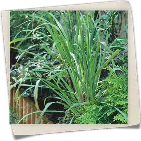 Zitronengras Zitronengras