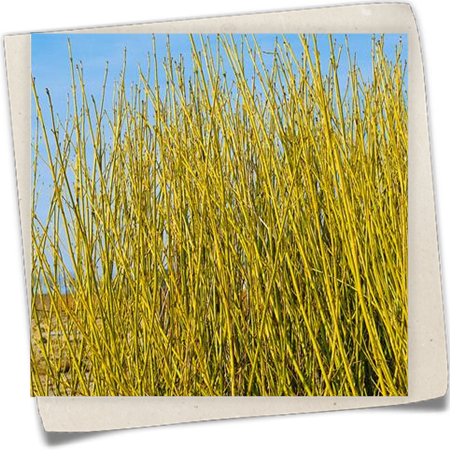 Gelbholz-Hartriegel 'Flaviramea' Gelbholz-Hartriegel 'Flaviramea'