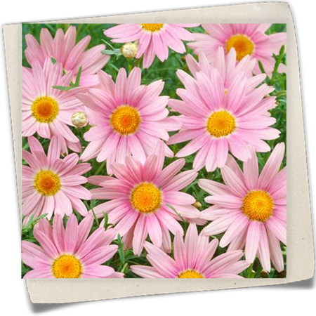 Chrysantheme 'Paradise' Chrysantheme 'Paradise'