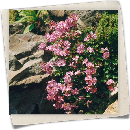 Garten-Storchschnabel 'Bressingham Pink' Garten-Storchschnabel 'Bressingham Pink'