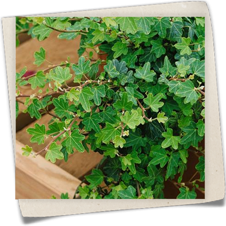 Efeu 'Maple Queen' Efeu 'Maple Queen'