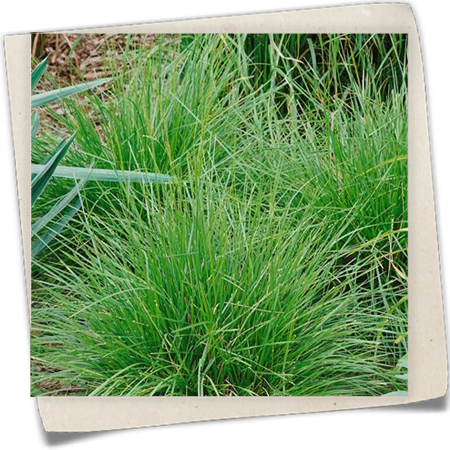 Garten-Schmiele 'Tauträger' Garten-Schmiele 'Tauträger'