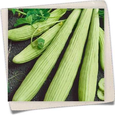 Salatgurke 'Delistar F1' Salatgurke 'Delistar F1'