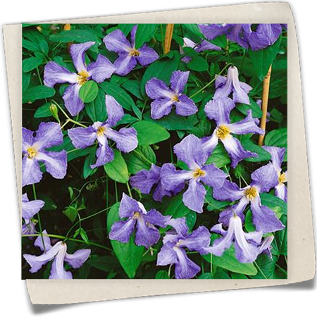 Italienische Waldrebe 'Betty Corning' Italienische Waldrebe 'Betty Corning'