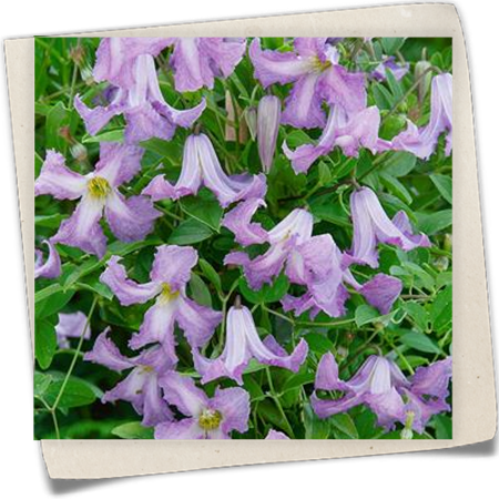 Italienische Waldrebe 'Pagoda' Italienische Waldrebe 'Pagoda'