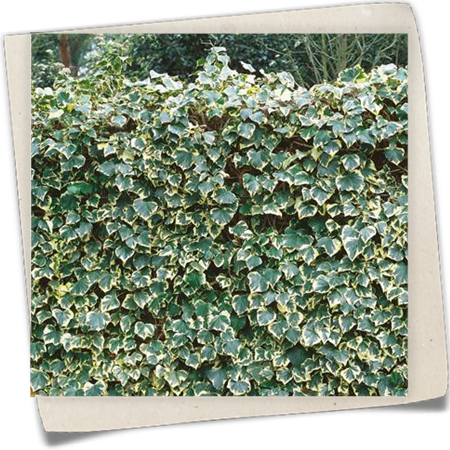 Weißbunter Großlaubiger Efeu 'Marginata Elegantissima' Weißbunter Großlaubiger Efeu 'Marginata Elegantissima'