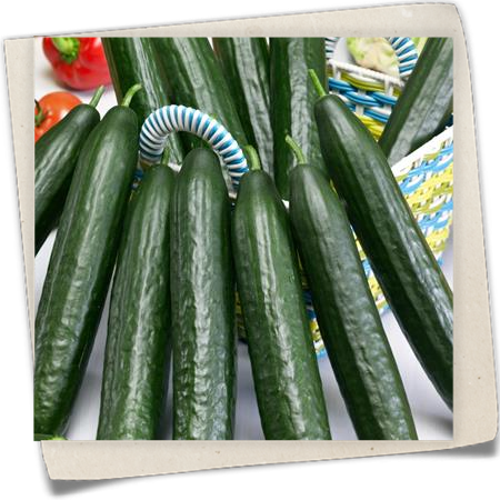 Gurke 'Dominica F1' Gurke 'Dominica F1'