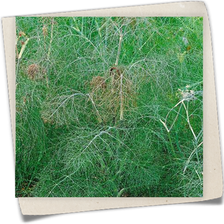 Dunkelblättriger Garten-Fenchel 'Atropurpureum' Dunkelblättriger Garten-Fenchel 'Atropurpureum'