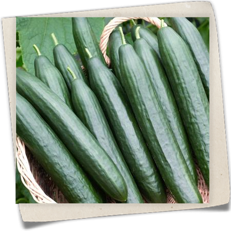 Midi-Schlangengurke 'Midios F1' Midi-Schlangengurke 'Midios F1'